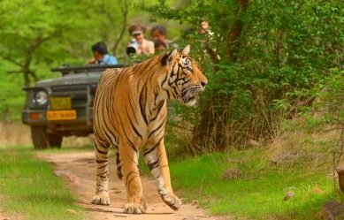 Tourist vehicles following a tiger on a tiger safari in Ranthambhore tiger reserve